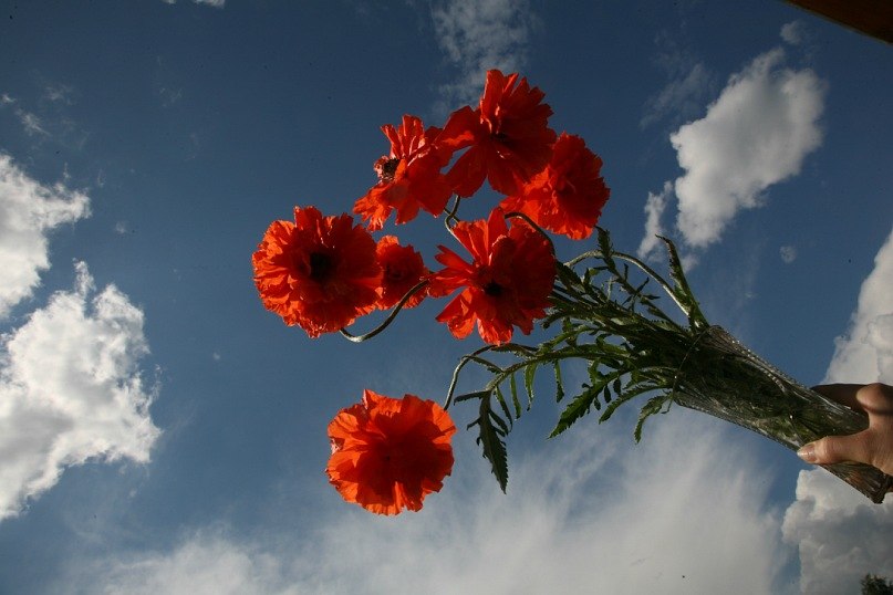 Елена Полеченко фотография #32