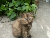 Ірина Бердичевська фотография #42 (источник - https://vk.com/id24145785)