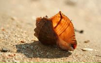 Фотография Nika Vero