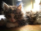 Фотография Шмыровой Ирины