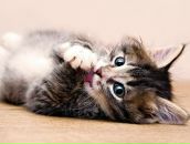 Фотография Гаазе Лилии