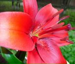 Фотография Прошевой Анны