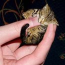 Діана Береза фотография #2 (источник - https://vk.com/id162546834)