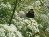 Фотография Громовой-Разумовой Оли