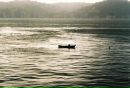 Tarkan Yuksel фотография #28 (источник - https://vk.com/id151680336)