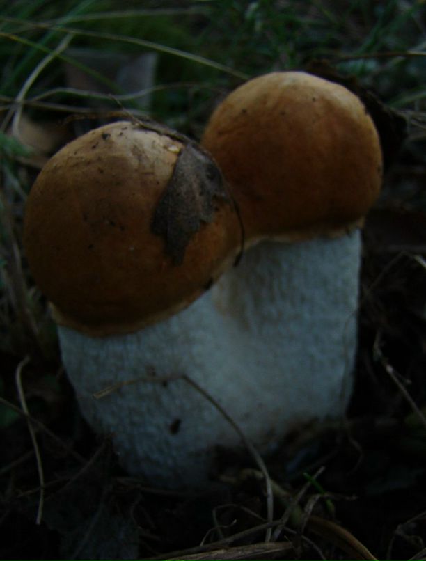 Виктор Коваленко фотография #30