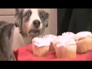 Приколы ноябрь 2016 №223