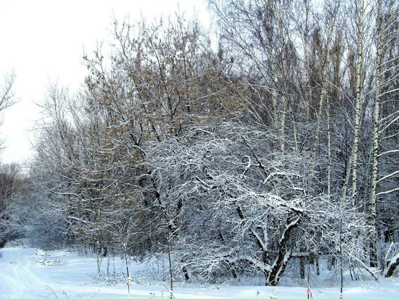 Олег Матвеев фотография #14