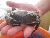 Григорій Андрієць фотография #46 (источник - https://vk.com/id61823057)