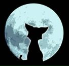 Фотография Полтавской Алисы