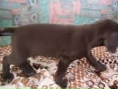 Іван Алмаші фотография #17 (источник - https://vk.com/id89643469)