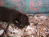 Іван Алмаші фотография #21 (источник - https://vk.com/id89643469)