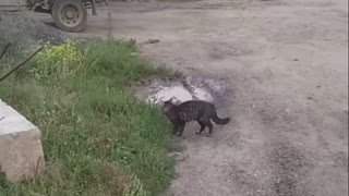 Кот и лужа