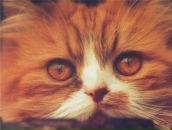 Фотография Сусь Валерий