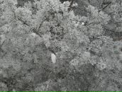 Фотография Мельниковой-Агейцевой Иры