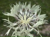 Zelim Debi фотография #47 (источник - https://vk.com/id2827237)