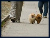 Фотография Мурчеллини Мурчеллы