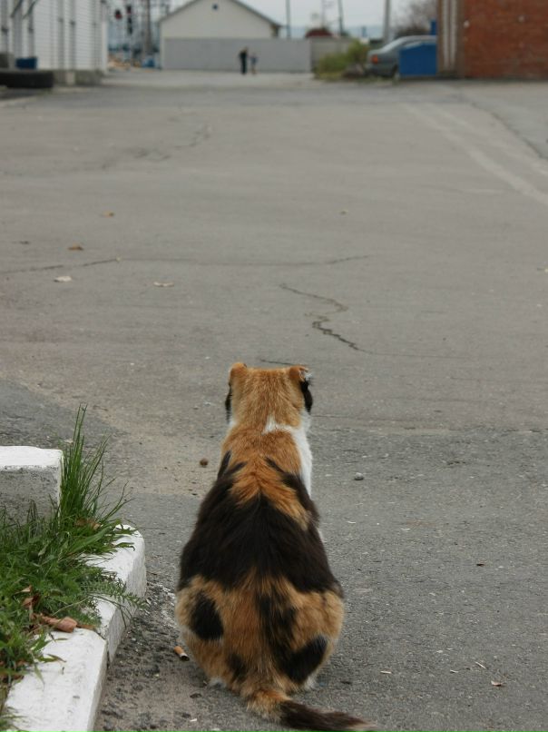 Дмитрий Кисленко фотография #36