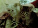 Наташа Федун фотография #49 (источник - https://vk.com/id41759872)