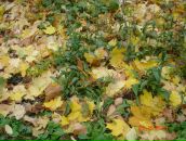 Фотография Лифшиц Ирины