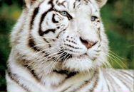 Вероніка Вайда фотография #1