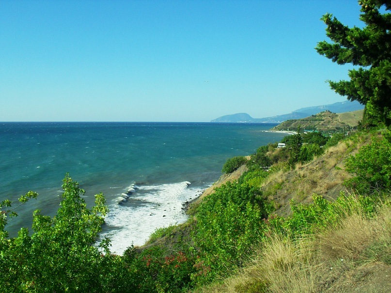 Phasma Morulus фотография #16