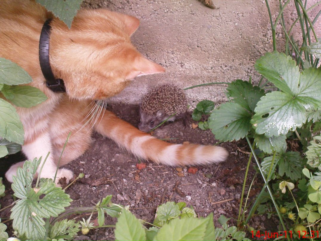 Елена Анеле фотография #4