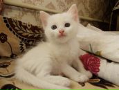 Ксения Васенкова фотография #24 (источник - https://vk.com/id3094640)