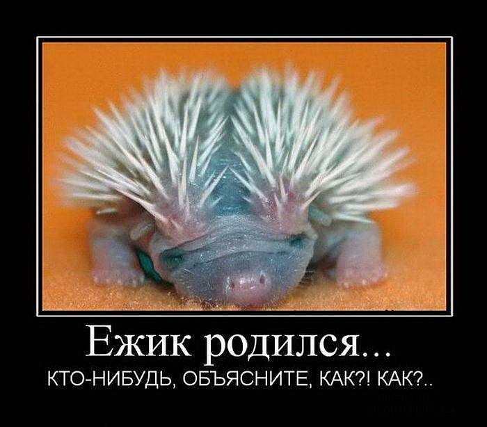 Акула Акула фотография #28