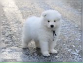 Фотография Маяков Александр