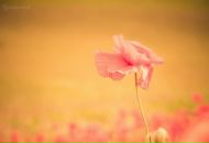 Ірина Возняк фотография #9 (источник - https://vk.com/id5337487)