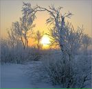 White Devil фотография #1