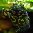 Фотография Лескова Константина