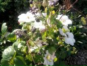 Алина _ фотография #16 (источник - https://vk.com/id116365538)