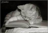 Фотография Шевелевой Светланы