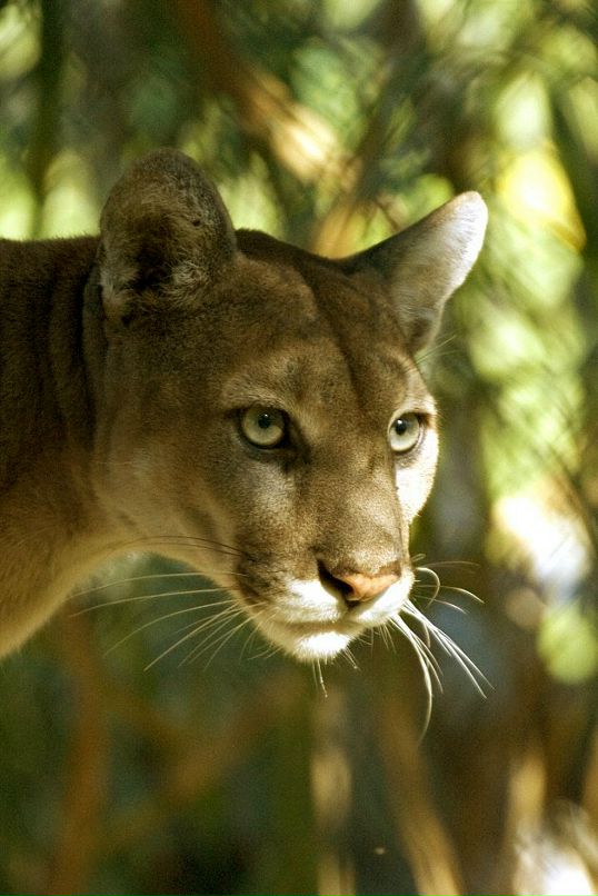 Andrei Knel фотография #47