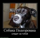 Фотография Suslov Andrey