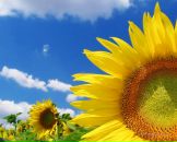 Анатолій Сілецький фотография #37 (источник - https://vk.com/id102483093)