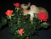 Світлана Куслива фотография #27 (источник - https://vk.com/id65058121)