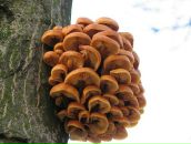 Zelim Debi фотография #7 (источник - https://vk.com/id2827237)