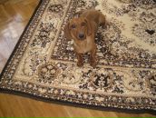 Александріна Попеску фотография #27 (источник - https://vk.com/id140608025)