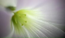 Михаил Яковлев фотография #4 (источник - https://vk.com/id2403530)