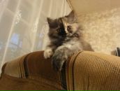 Фотография Насыбуллиной Гульнары