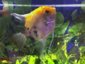 Фотография Шура Андрея